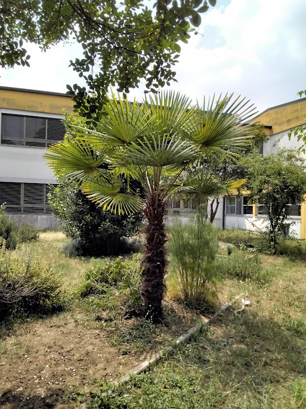 palma della scuola